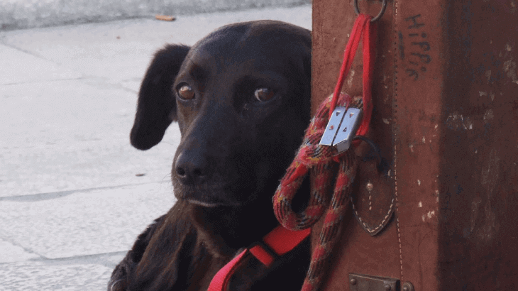 travel dog